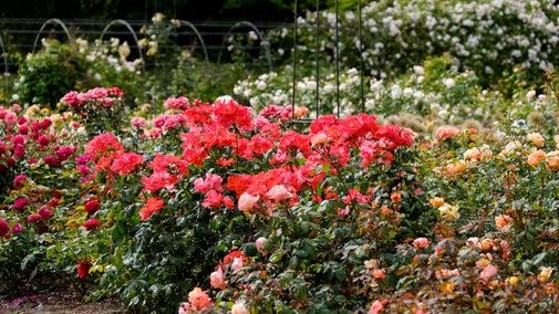 A border of red roses at Dunham Massey, Greater Manchester
